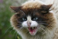 Gidişat evcil hayvanlar: neden kedi sizzles