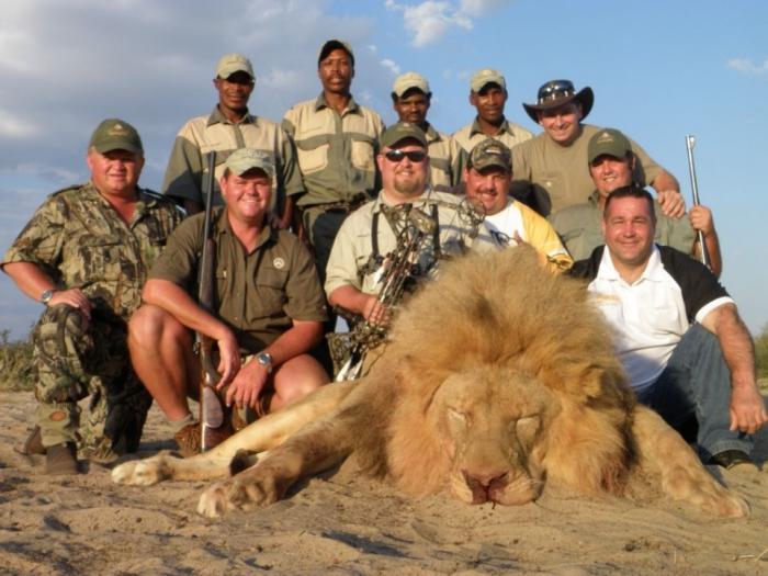 la caza de los leones