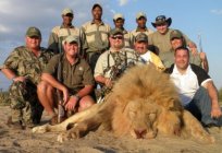 Hunting lion in Africa