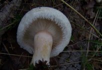 Белянки - cogumelos com o cheiro de gerânio