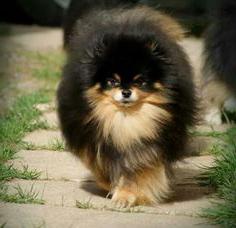black and tan Pomeranian