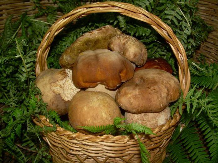 quais os cogumelos crescem debaixo de um pinheiro