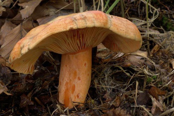 what mushrooms grow under pine trees photo