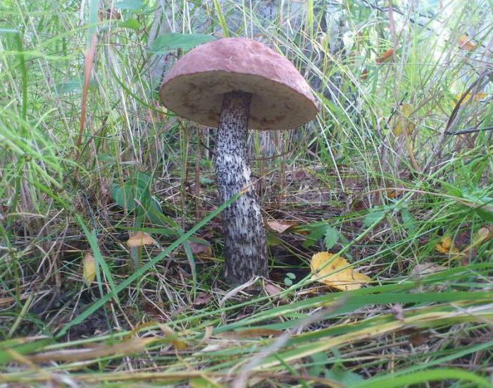 quais os cogumelos crescem debaixo de um pinheiro e um spruce