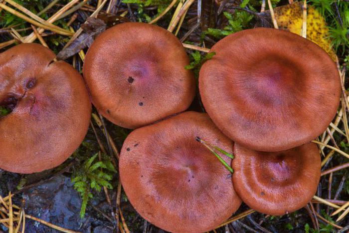 mushrooms that grow under pine