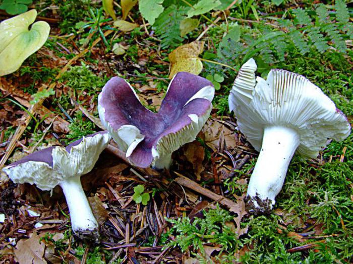 mushrooms that grow under pine photo