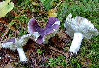 Quais são os cogumelos crescem debaixo de um pinheiro e um spruce?