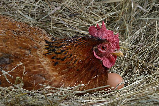 home business breeding of laying hens
