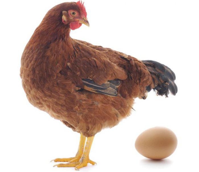 raising chickens hens