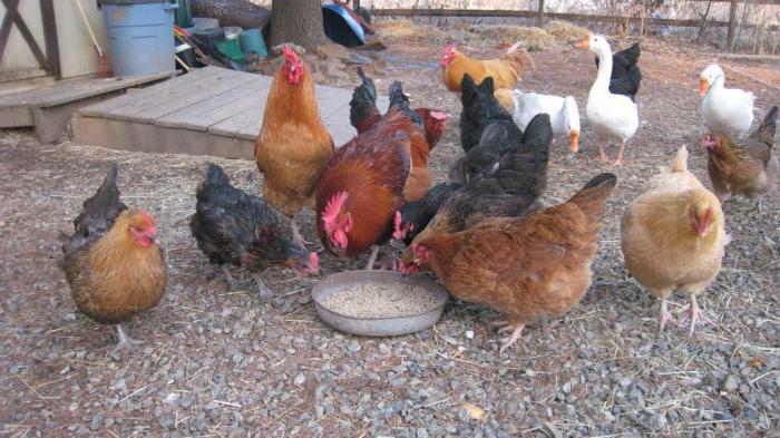 the breeding of laying hens for eggs as a business