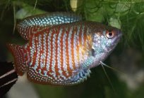 Aquarium fish lyalius: maintenance, care, compatibility