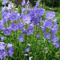 bluebells Flowers (photos)