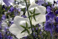 Дзвоник широколистий – ніжна квітка