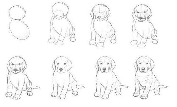 Draw a dog with pencil for kids, sitting, lying