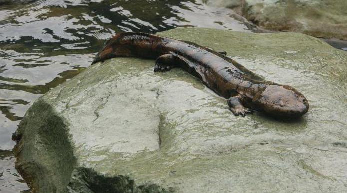 la salamandra gigante