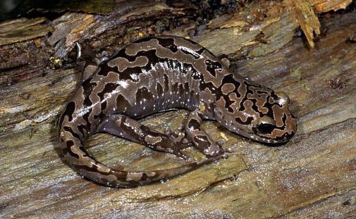 исполинская salamandra