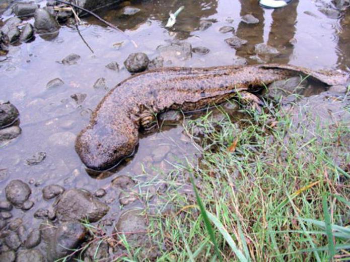 gigante salamandra fatos interessantes