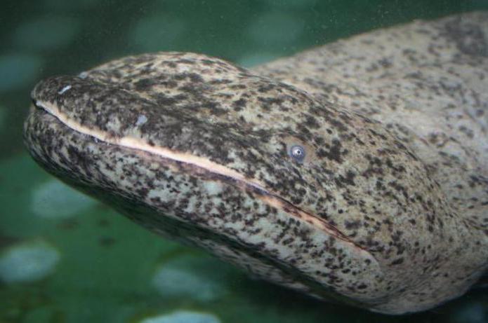 Salamander Tier Beschreibung