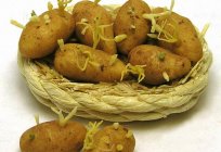 Сидерати для картоплі восени. Методи вирощування картоплі