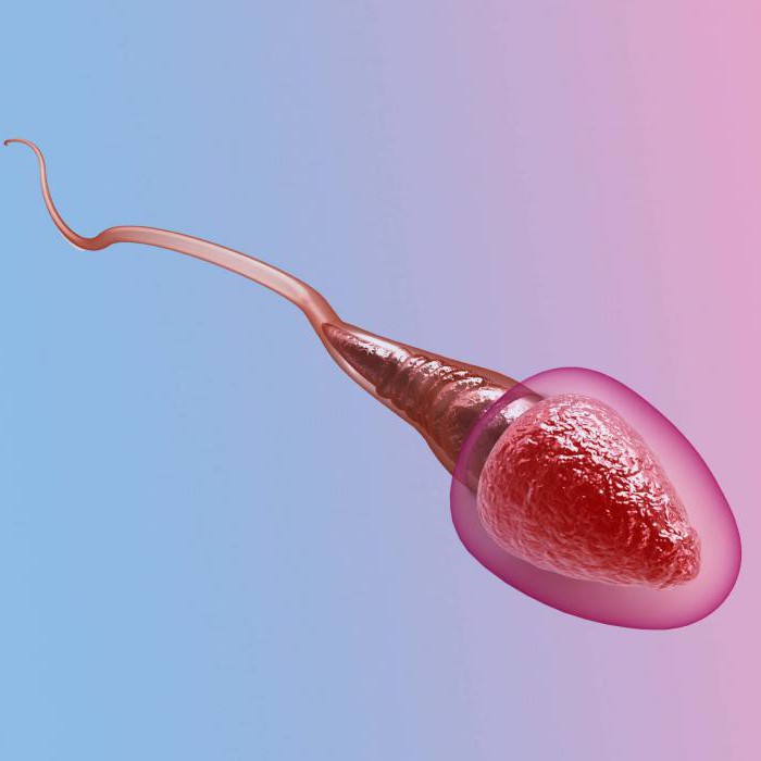 分析のDNA断片化の精子