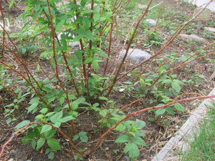 raspberry cultivar Bryansk Divo