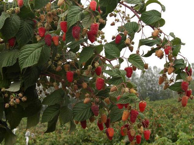 raspberry remontant Bryansk Divo