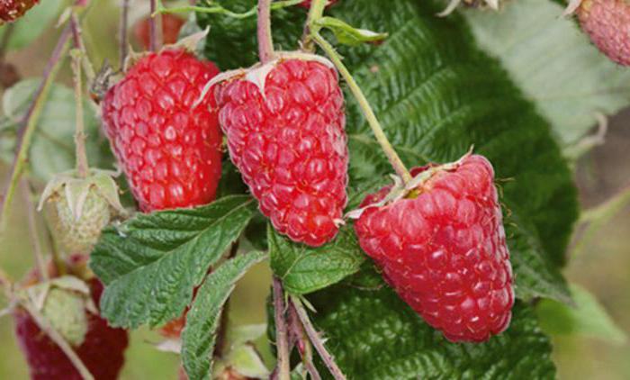 raspberry Bryansk Divo planting and caring