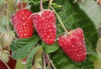 Everbearing raspberry 