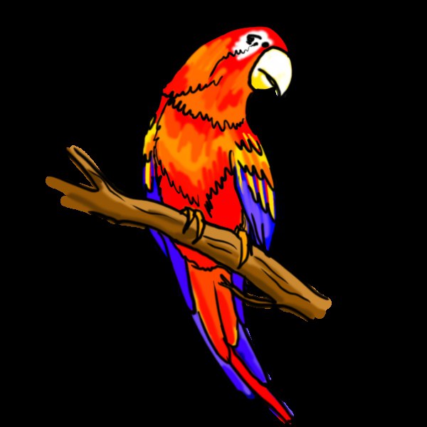 how to draw a macaw parrot