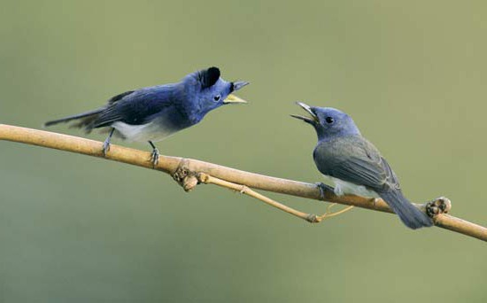 singing birds