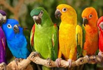Cantan las aves: el nombre y la foto