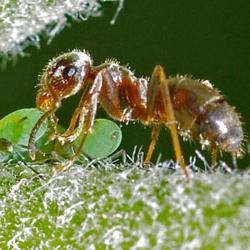 wie befreien Sie sich von Ameisen im Gewächshaus