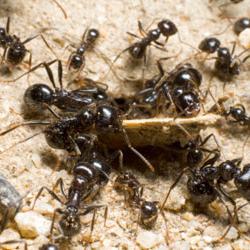 como se livrar de formigas no jardim