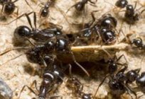 Wie befreien Sie sich von Ameisen im Garten? Gute Beratung