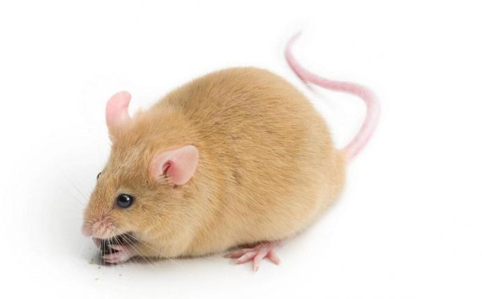 Kleber von Ratten und Mäusen