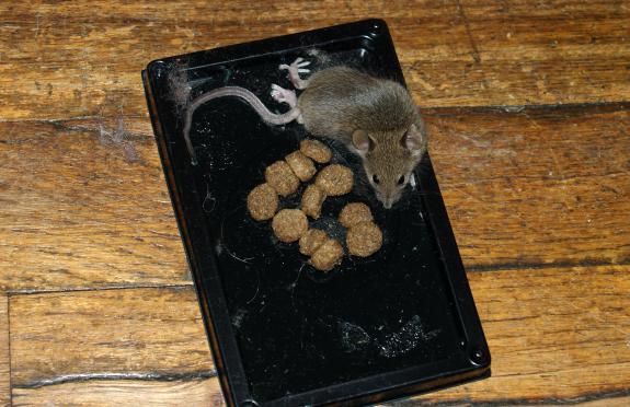 el pegamento de las ratas y los ratones
