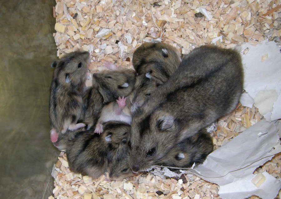 Джунгарские hamsters