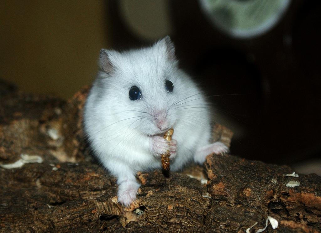 Джунгарский hamster yiyor grub