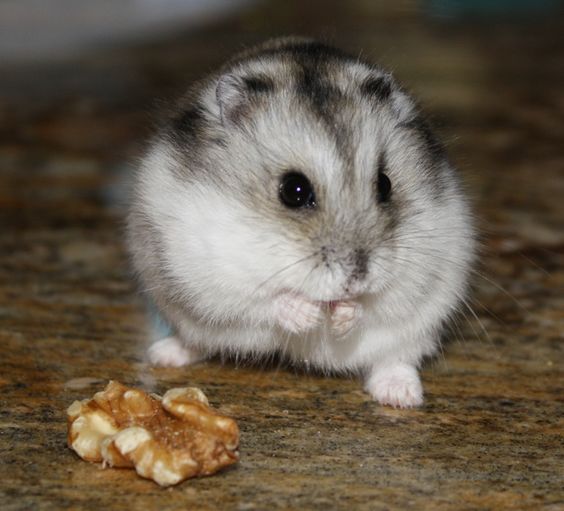 Djungarian hamster eating nuts