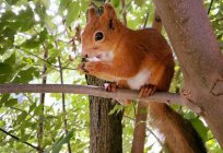 Park «Wilde Eichhörnchen» in der Tschechow-Gebiet: Beschreibung und Bewertungen