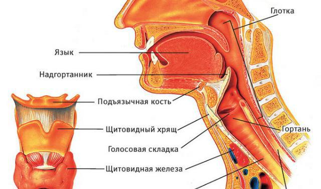 機能のヒト咽頭の中の消化