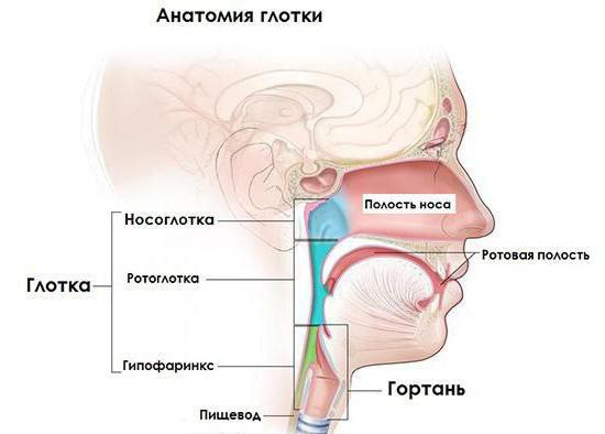 las funciones de la faringe en la digestión