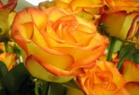 Róża Keramzytu: cechy odmiany