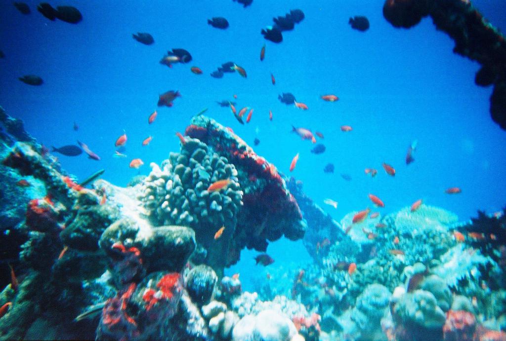 Aquatic ecosystem