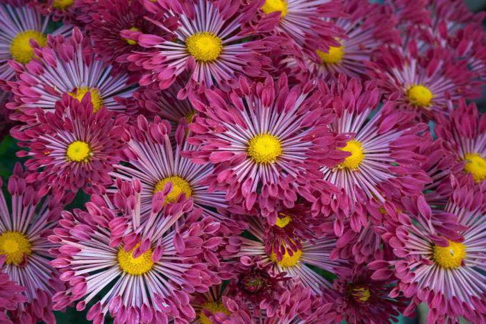 how to collect the seeds of annuals asters