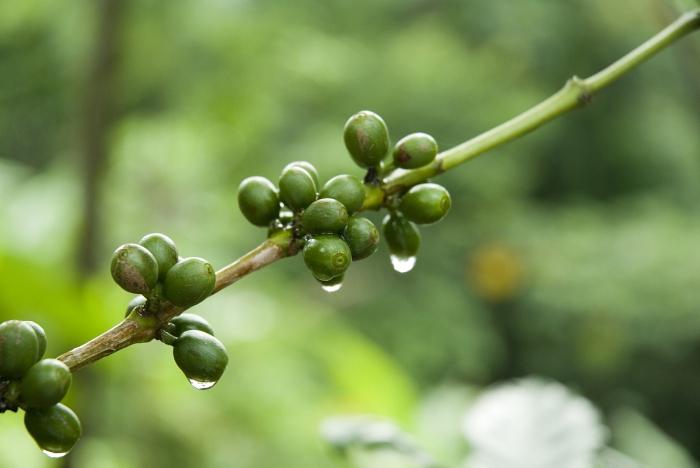 benefits of green coffee testimonials