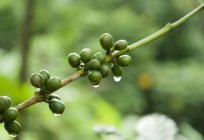 The benefits of green coffee: truth or publicity stunt?