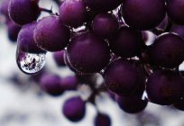 O óleo de semente de uva: opiniões