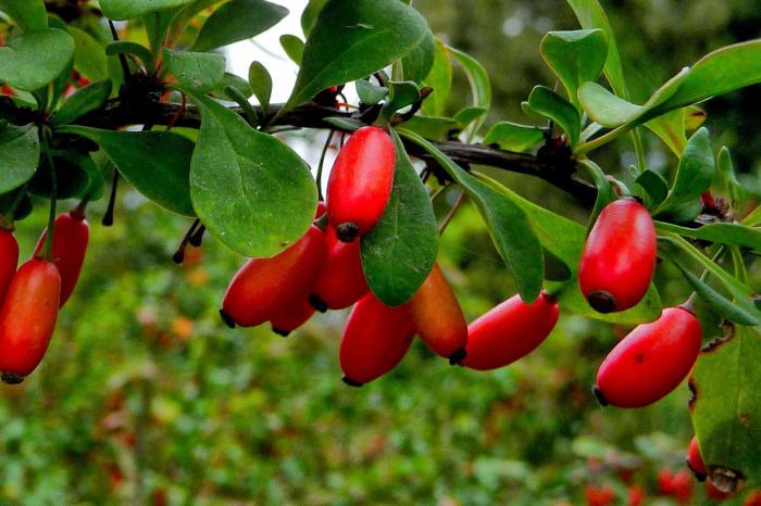 shrub barberry medicinal properties