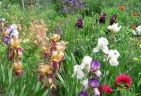 What can be planted in June without risking to be late on deadlines